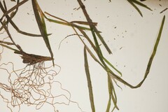 Potamogeton zosteriformis