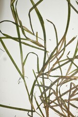 Potamogeton zosteriformis