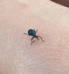Curculionoidea