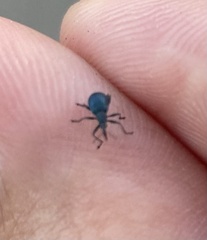 Curculionoidea