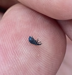 Curculionoidea