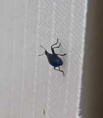 Curculionoidea