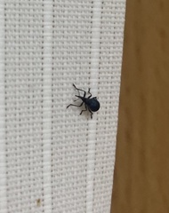Curculionoidea
