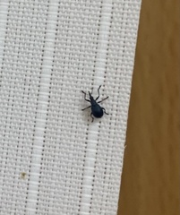 Curculionoidea