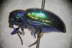 Chrysochus