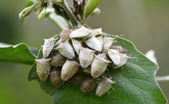 Arvelius albopunctatus