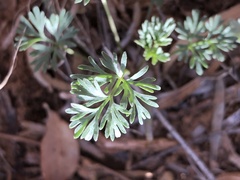 Ammoselinum