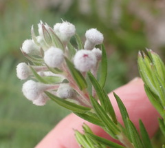 Phylica pinea