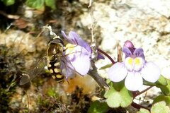 Cymbalaria muralis