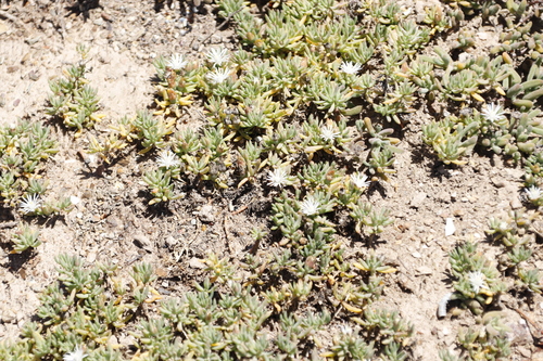Mesembryanthemum parviflorum