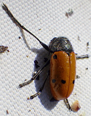Lachnaia sexpunctata