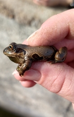 Pseudacris streckeri