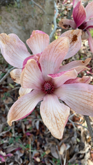 Magnolia macrophylla