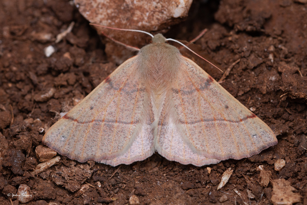 Colotois furcata