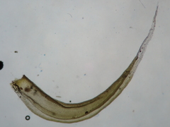 Racomitrium canescens