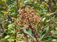 Miconia xalapensis