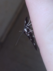 Desmia funeralis