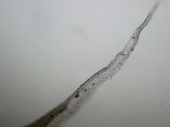 Racomitrium canescens