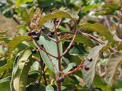 Miconia xalapensis