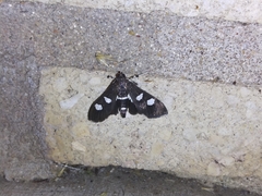 Desmia funeralis