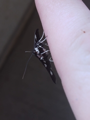 Desmia funeralis