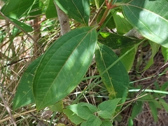 Miconia xalapensis
