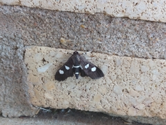 Desmia funeralis