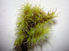 Racomitrium canescens