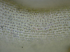Racomitrium canescens