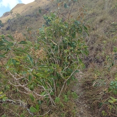Miconia xalapensis
