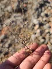 Dalea frutescens