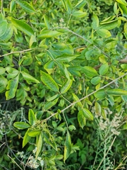 Searsia pyroides
