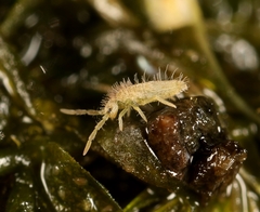 Entomobrya lanuginosa