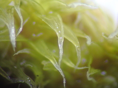 Racomitrium canescens