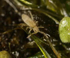Entomobrya lanuginosa