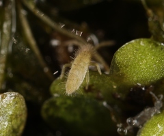 Entomobrya lanuginosa