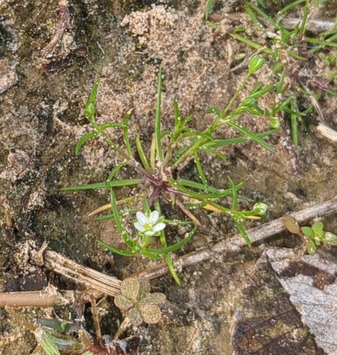 Image of Sagina decumbens by no rights reserved