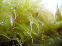 Racomitrium canescens