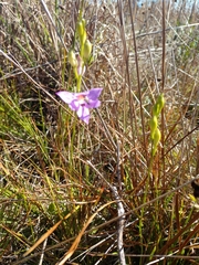 Calopogon barbatus