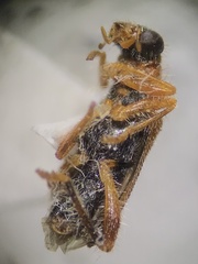 Phyllobaenus