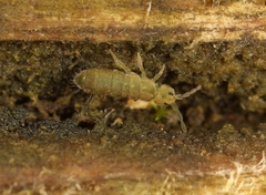 Isotomurus graminis