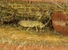 Isotomurus graminis