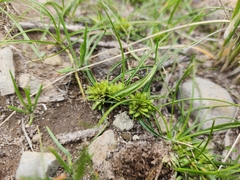 Cyperus seslerioides