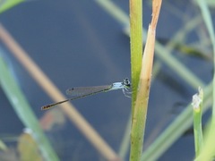 Agriocnemis femina oryzae