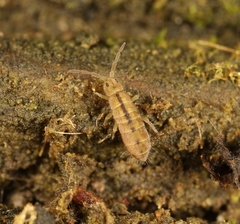 Isotomurus palustris