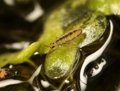Isotomurus plumosus