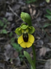 Ophrys lutea lutea