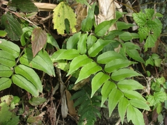 Cyrtomium fortunei clivicola