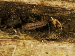 Isotomurus pseudopalustris