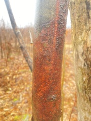 Cryphonectria parasitica